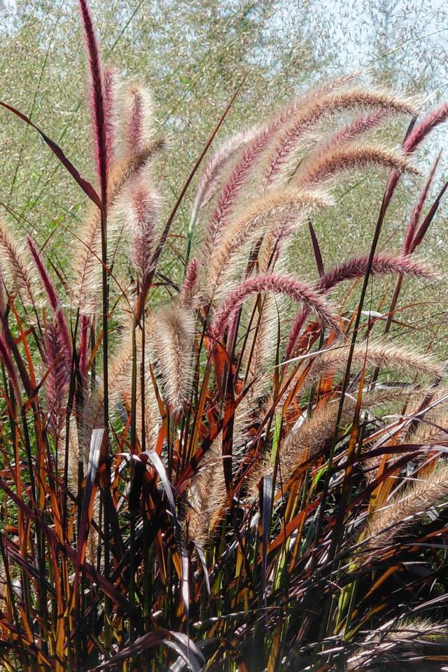 Herbe aux écouvillons 'Chelsea' - En pot de 3 litres