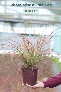 Pennisetum 'Fireworks' - En pot de 3 litres