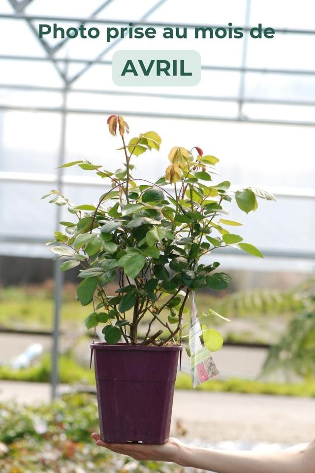 Rosier Parfuma 'La belle Rouet' ? - En pot de 4 litres