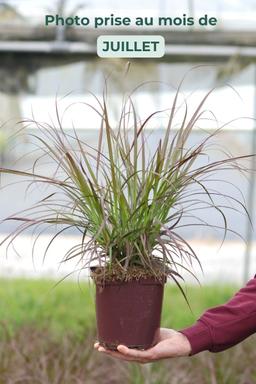 Pennisetum 'Rubrum' - En pot de 3 litres