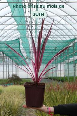 Cordyline 'Pink Passion ? ' - En pot de 3 litres