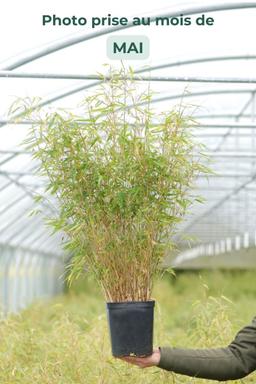 Bambou non traçant rufa - En pot de 5 litres