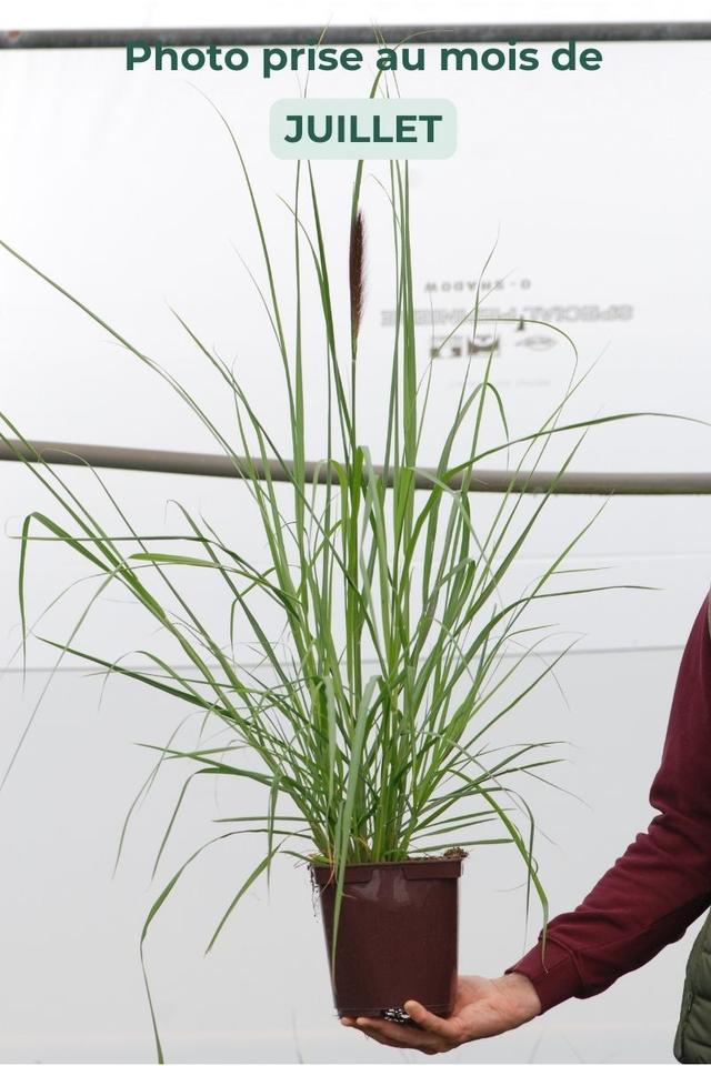 Pennisetum 'Red Head' - En pot de 3 litres