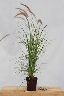 Pennisetum 'Sky Rocket' - En pot de 3 litres