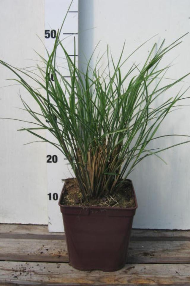 Miscanthus 'Gracillimus' - En pot de 3 litres