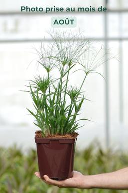 Papyrus 'Nofretete' - En pot de 3 litres