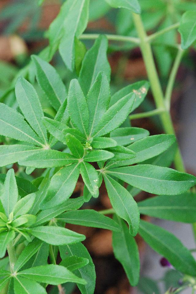 Oranger du Mexique 'Greenfingers ' - En pot de 3 litres