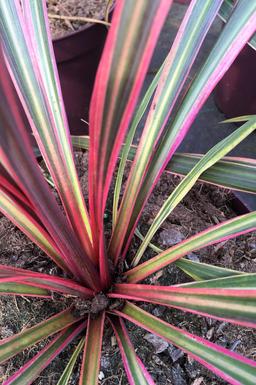 Cordyline 'Can can' - En pot de 3 litres