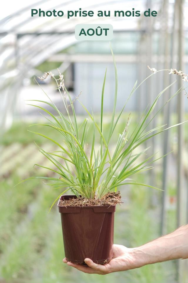 Phalangère à fleurs de lis - En pot de 3 litres