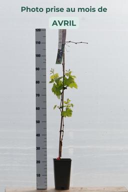 Vigne 'Muscat de Hambourg' - En pot de 3 litres