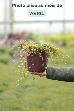 Muehlenbeckia 'Golden Girl' - En pot de 3 litres