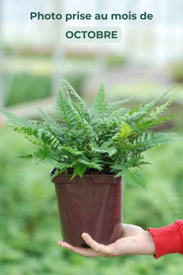 Polystichum tsus-simense - En pot de 3 litres