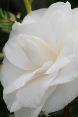 Camélia 'Anne Le Moal' - En pot de 1 litre