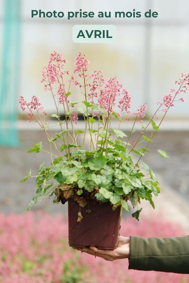 Heuchère 'Peppermint' - En pot de 3 litres