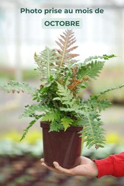 Blechnum 'Volcano' - En pot de 3 litres