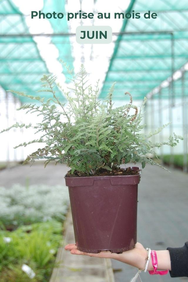 Cheilanthes lanosa - En pot de 3 litres