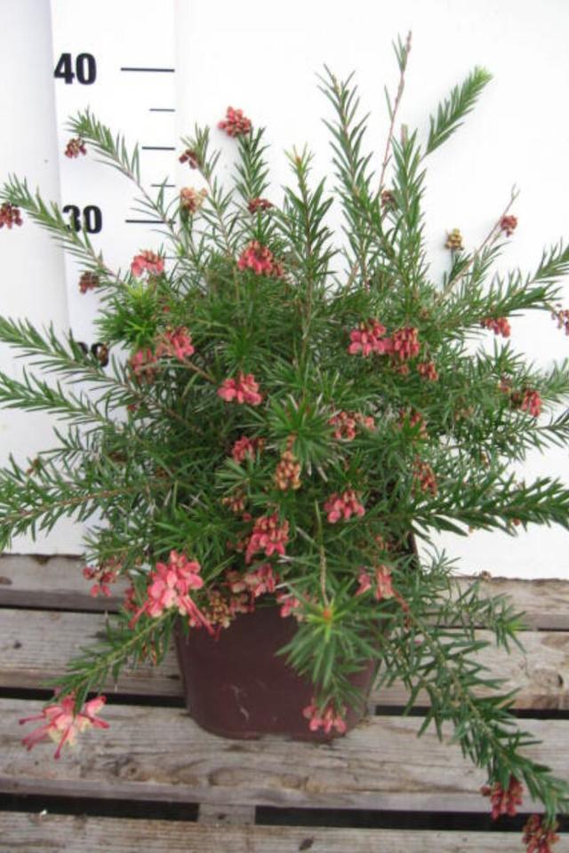 Grevillea 'Rosa Jenkinsii' - En pot de 3 litres