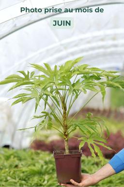 Aralia 'Green Fingers' - En pot de 3 litres