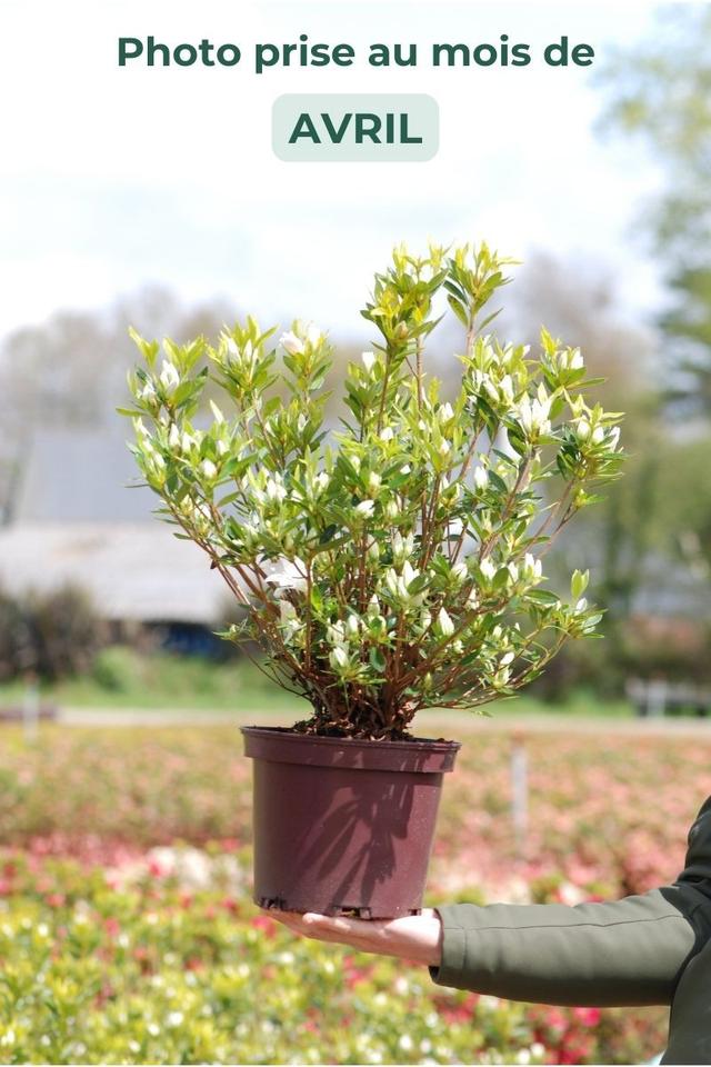 Azalée 'Même' - En pot de 5 litres