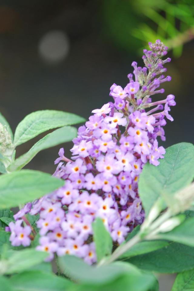 Arbre à papillons ?Butterfly Candy Little Purple' - 3L