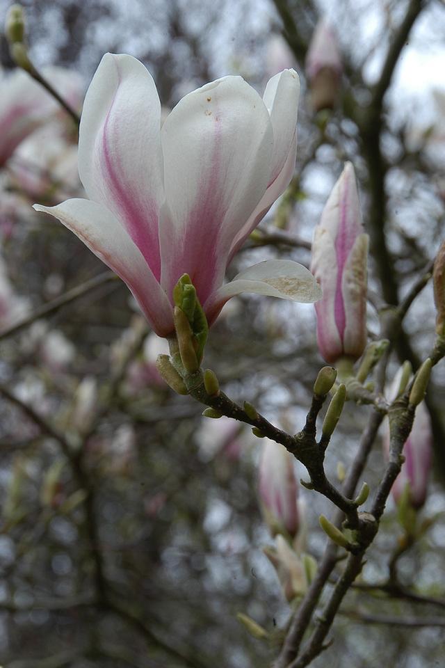 Magnolia soulangeana - En pot de 4 litres