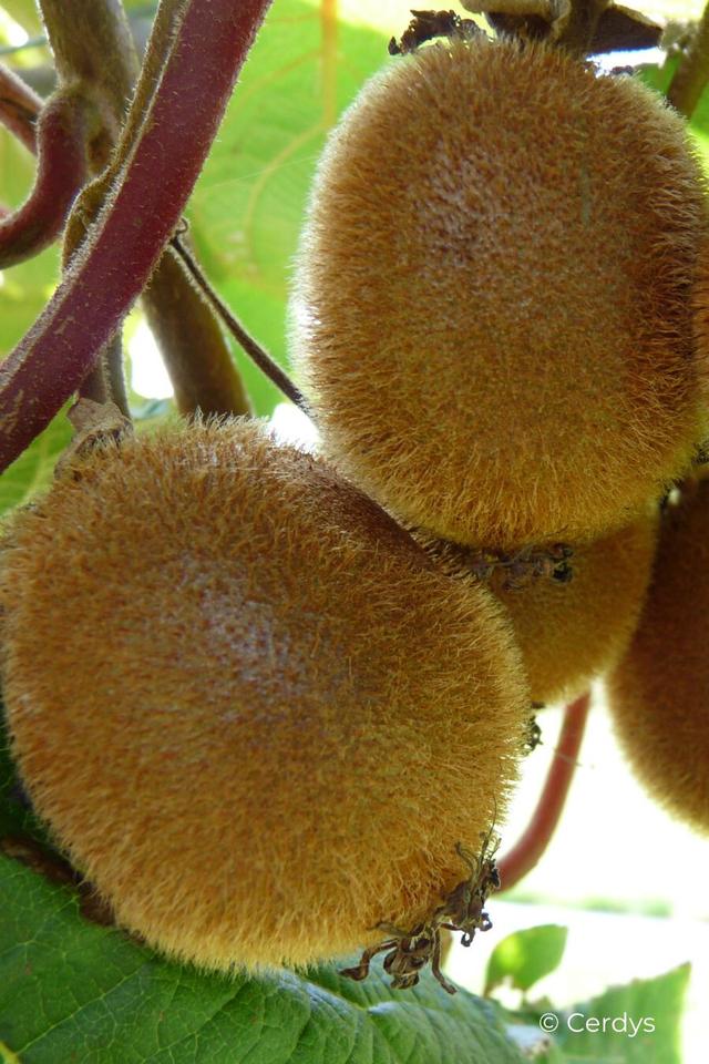 Kiwi autofertile 'Jenny' - En pot de 1,5 litres