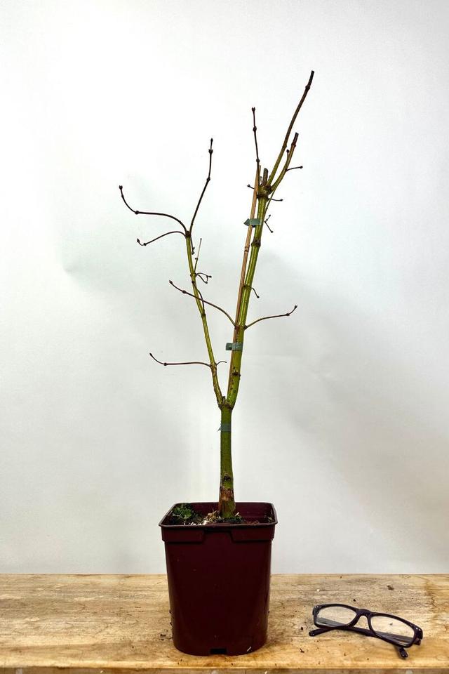 Érable du Japon x pseudosieboldianum 'Artic Jade' - 2L