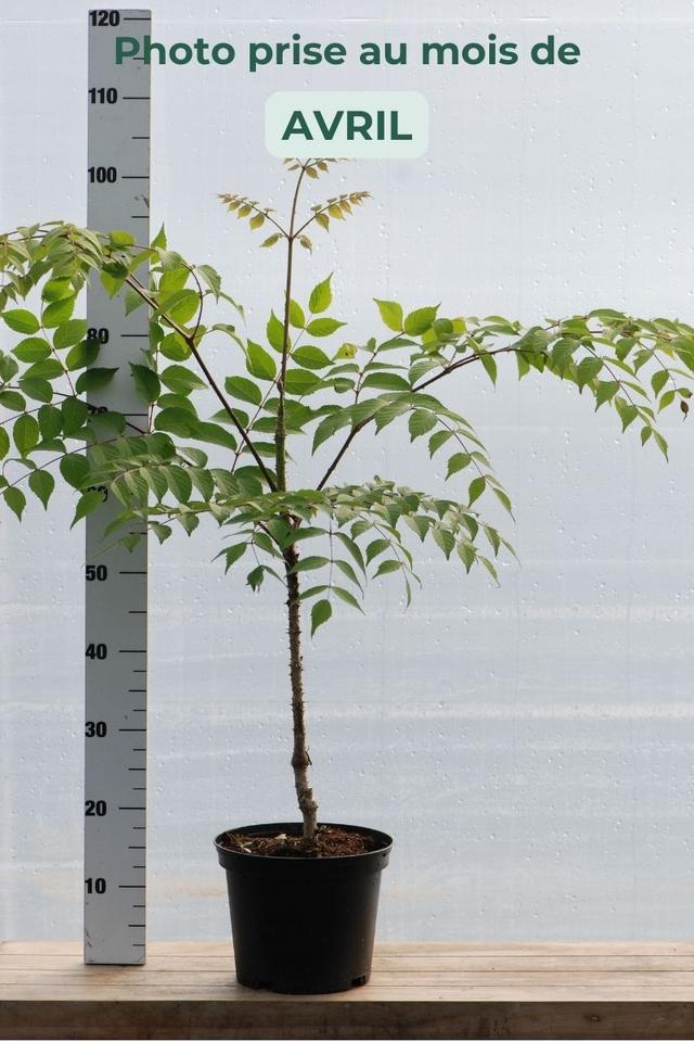 Aralia elata - En pot de 5 litres