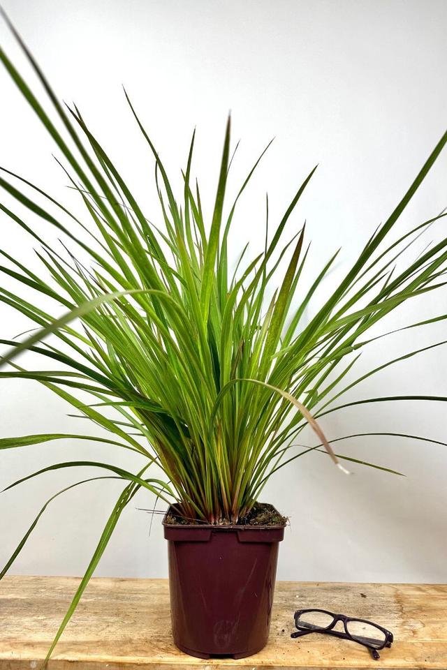 Cordyline 'Paso doble' - En pot de 3 litres