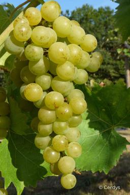 Vigne Muscat blanc 'Bristaler Muscat' - En pot de 1,5 litres