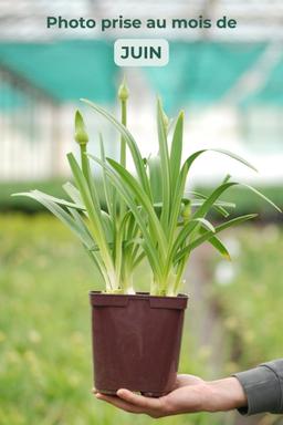 Agapanthe 'Sea breeze' - En pot de 3 litres