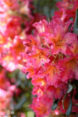 Rhododendron 'Scyphocalix' - En pot de 5 litres