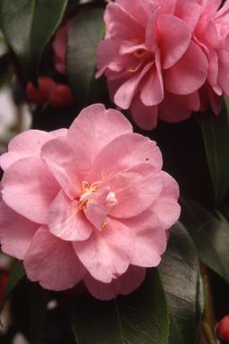 Camelia 'Donation ' - En pot de 5 litres