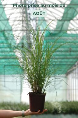 Miscanthus 'Ruby Cute' - En pot de 3 litres