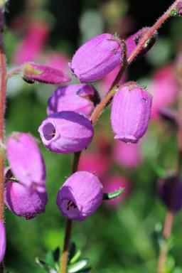 Bruyère d'Irlande 'Vanessa' - En pot de 2 litres