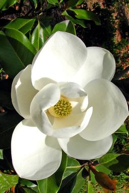 Magnolia persistant 'Kay Parris' - En pot de 3 litres