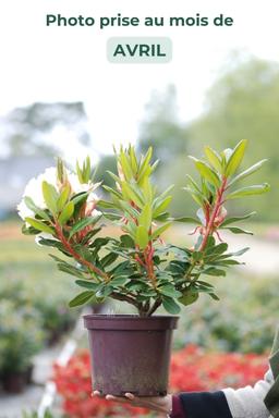 Rhododendron 'Horizon Monarch' - En pot de 5 litres