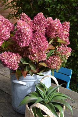 Hortensia paniculata 'Redlight ?' - En pot de 5 litres