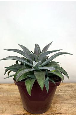 Mangave 'Silver fox' - En pot de 4 litres