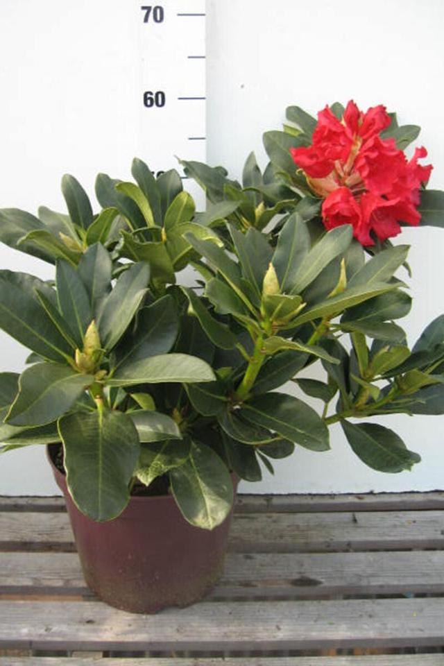 Rhododendron 'Markeeta's Prize' - En pot de 5 litres