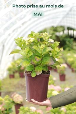 Hortensia Rembrandt ? 'Vibrant Verde' - En pot de 5 litres