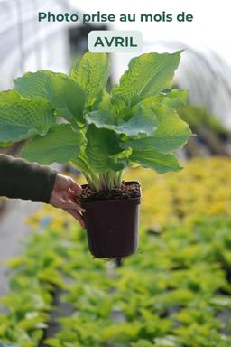 Hosta 'Diamond Lake' - En pot de 3 litres