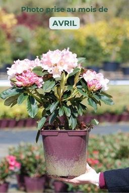 Rhododendron 'Golden Torch' - En pot de 4 litres