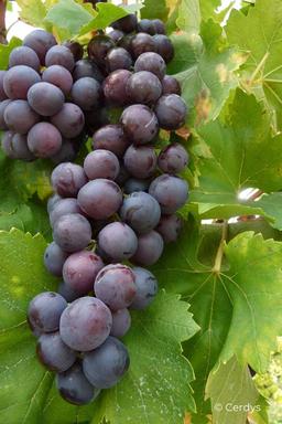 Vigne 'Cardinal' - En pot de 1,5 litres