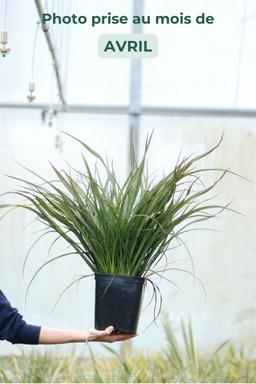 Phormium 'Tom Thumb' - En pot de 5 litres