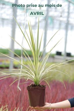 Cordyline 'Lime Passion' - En pot de 3 litres