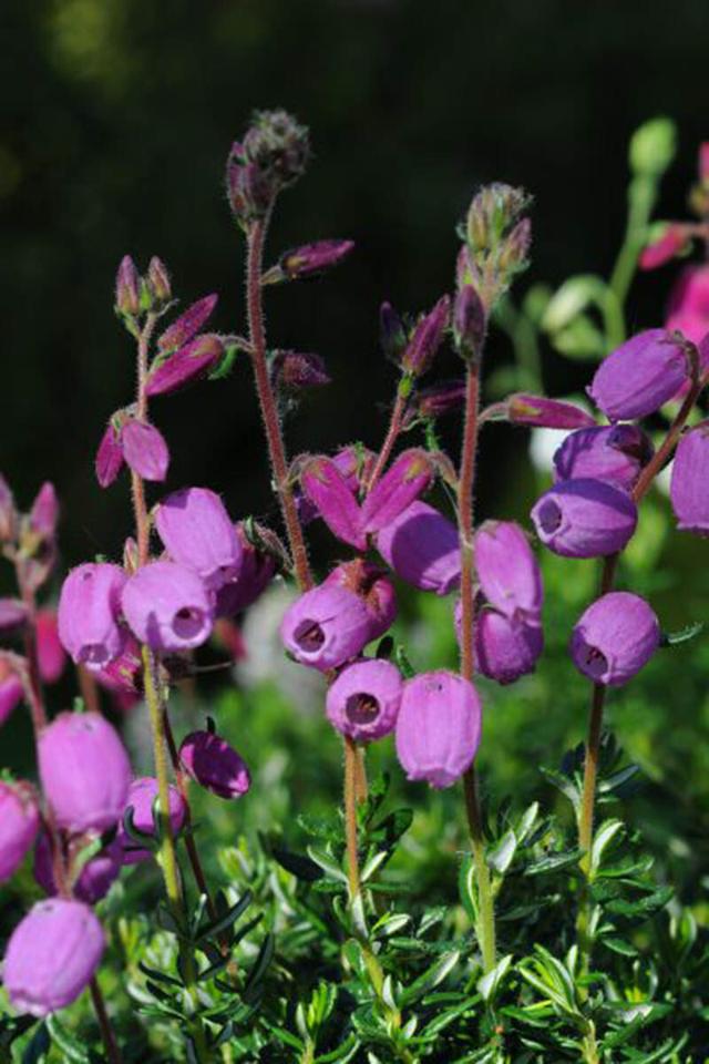 Bruyère d'Irlande 'Ramona' - En pot de 2 litres