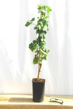 Vigne 'Chasselas Doré' - En pot de 1,5 litres