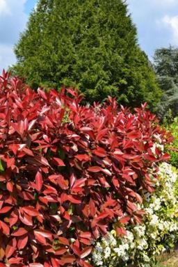 Photinia 'Carré Rouge' - En pot de 5 litres