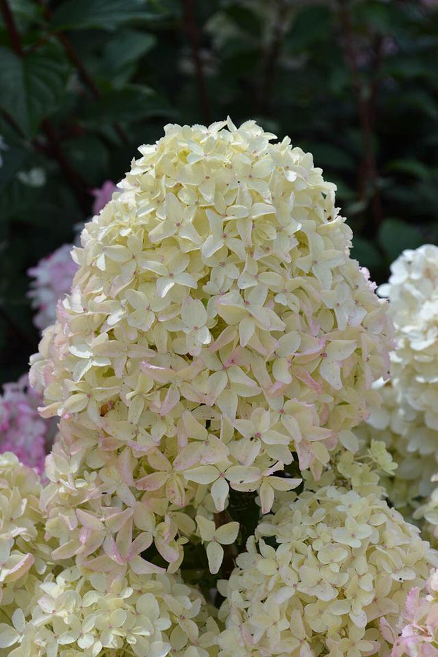 Hortensia paniculata 'Whitelight' - En pot de 5 litres